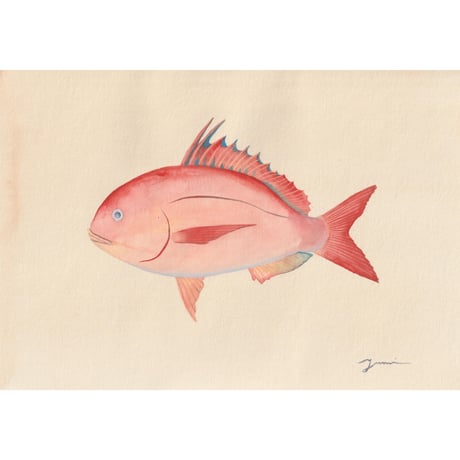 原画　食べられるお魚の絵　花鯛