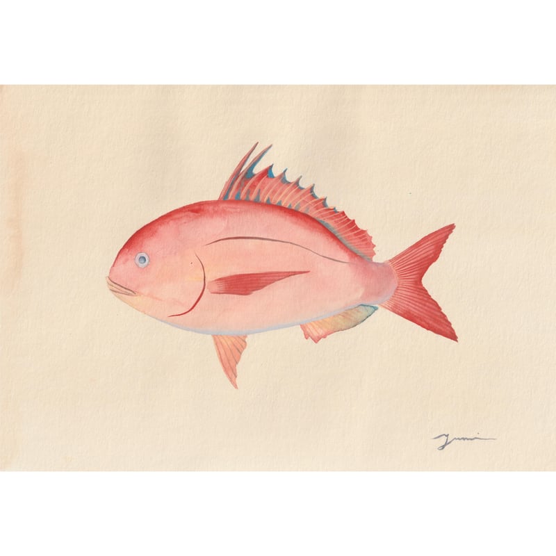 【原画】『魚の王様』（海　鯛　絵画　パステル画　涼しい　青　夏） 原画】『魚の王様』（海 鯛 絵画 パステル画 涼しい 青 夏）