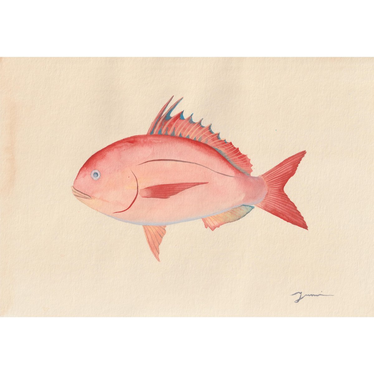 原画 食べられるお魚の絵 花鯛 | SEA SIDE MUSEUM 原画 食べられるお魚の絵 花鯛 | SEA SIDE MUSEUM