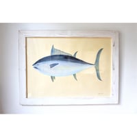 原画　食べられるお魚の絵　本マグロ