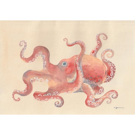 原画　食べられるお魚の絵　マダコ