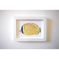 【原画】　海辺の記録 "チョウチョウウオ"