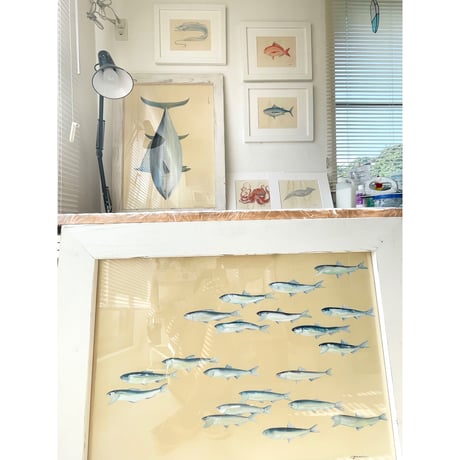 原画　食べられるお魚の絵　本マグロ