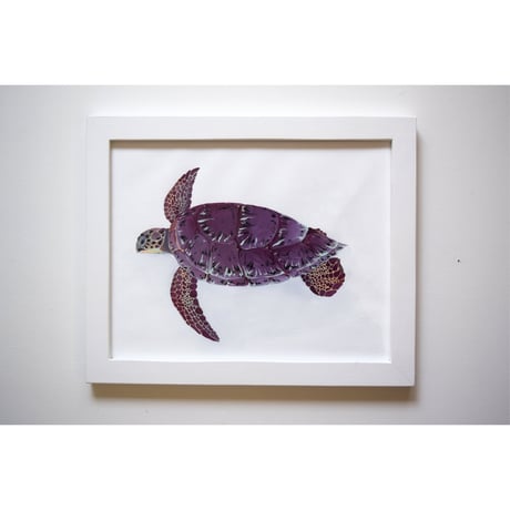 【原画】　海辺の記録 "アオウミガメ"