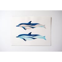 試作原画　ドルフィンズ
