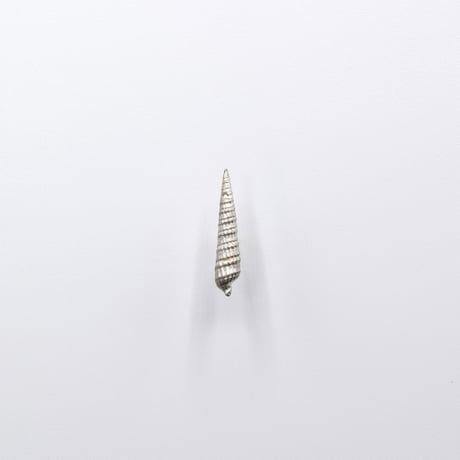 Bisho pierce 02 タケノコガイ