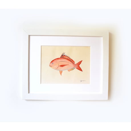 原画　食べられるお魚の絵　花鯛