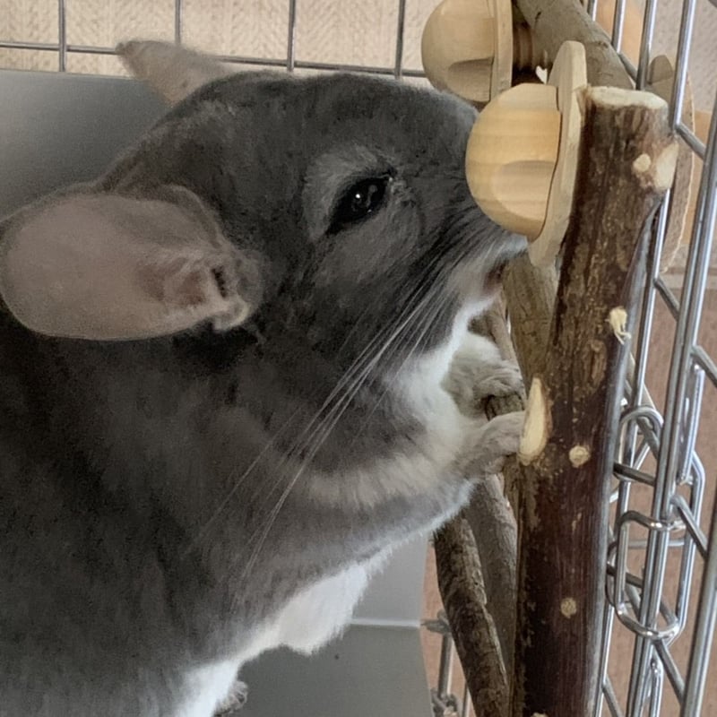 カワイ がじがじフェンス〈S〉 | Royal Chinchilla Online Shop