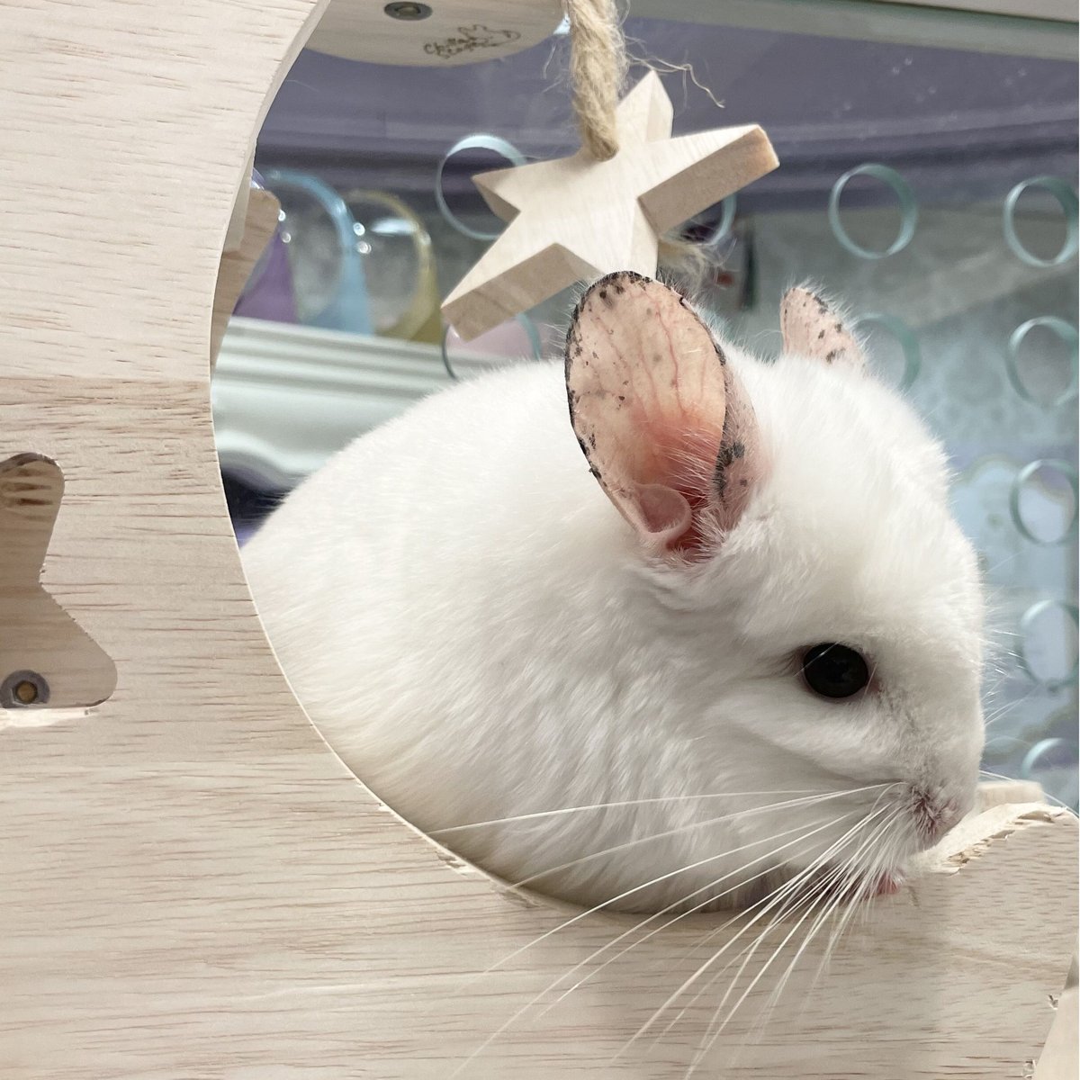 リニューアル/サイズアップ】《RC》✖️《Chilla Stage》『*NEW* 月の