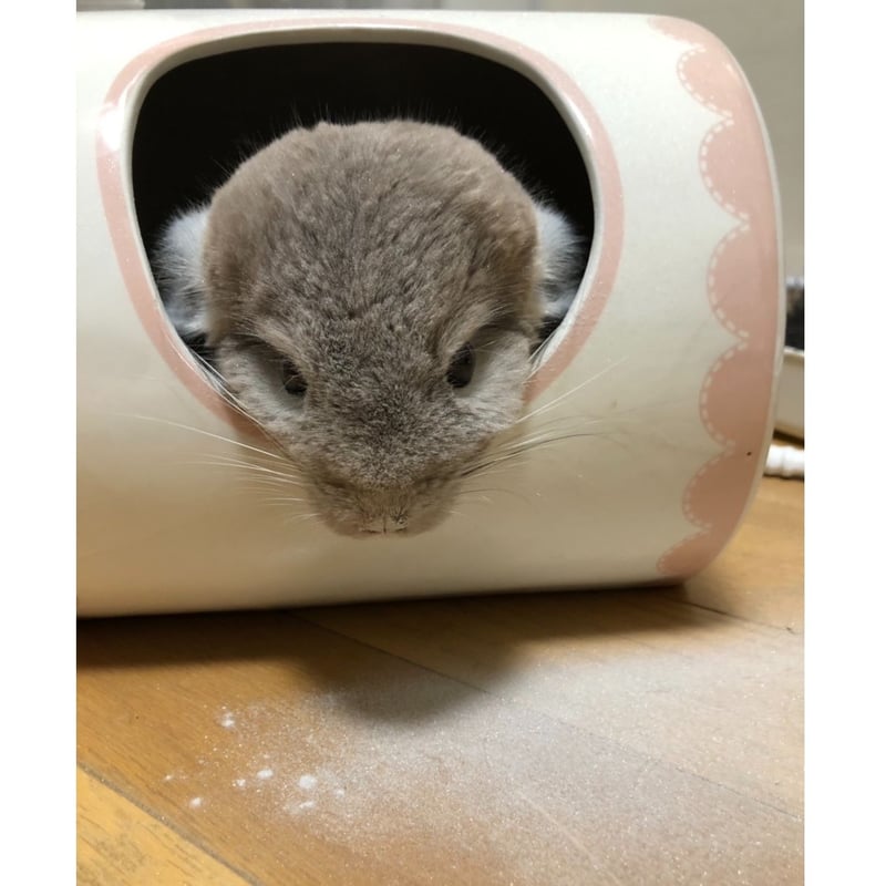 RCオリジナル】チンチラの砂浴び砂「Royal Beauty」（ロイヤル