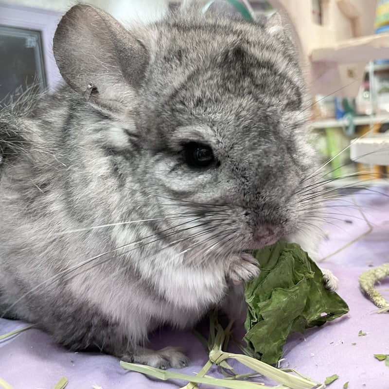 巨大ケールの種(固定種 Thousand Head Kale) 巨大ケールの種(固定種 Thousand Head Kale)