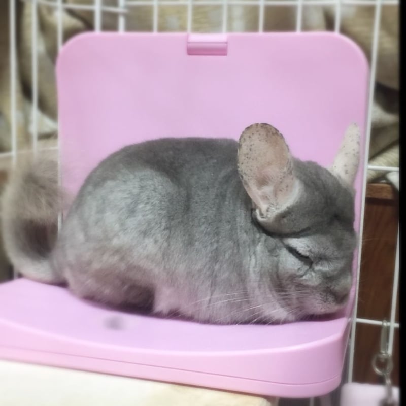 チンチラ、うさぎ用ペットクーラー（ヒーター）【取りに来てくださる方