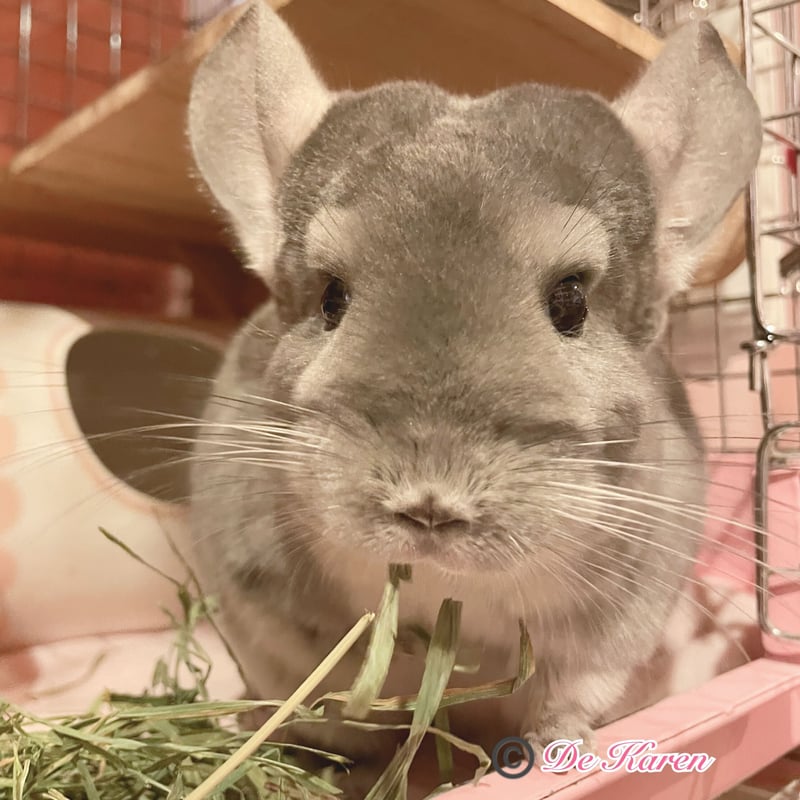 SMALL PET SELECT＞プレミアムウルトラソフトチモシー 10g（お試し