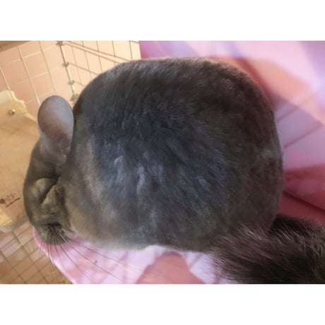 【大人気】マルカン　ほっとうさ暖　寄り添いヒーター*