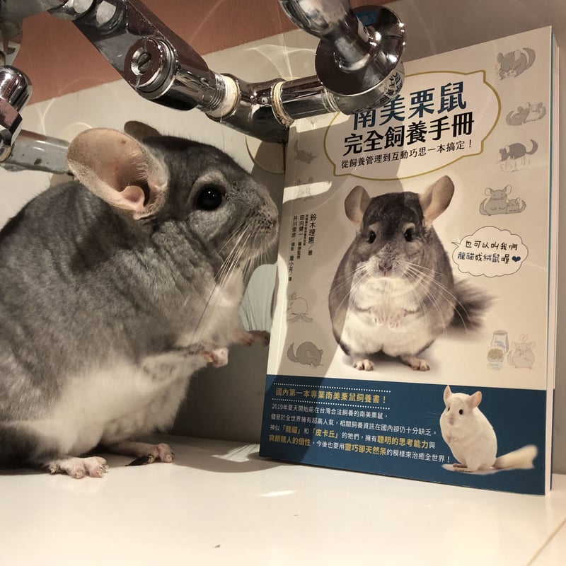 台湾版】『チンチラ完全飼育』 | Royal Chinchilla Online Shop