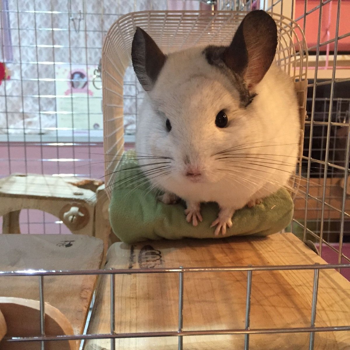 さらふわ》トンネルマット＜Slim＞○ | Royal Chinchilla Online