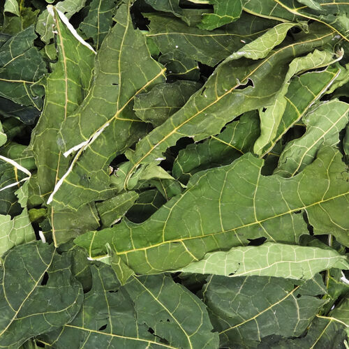 乾燥　パパイヤの葉　５キロ 乾燥 パパイヤの葉 5キロ 楽天市場】パパイヤの葉 乾燥の通販