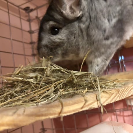 Royal Chinchilla Online Shop