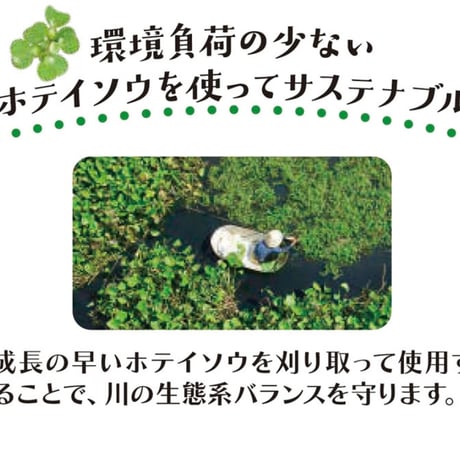 ぐるコロパイン