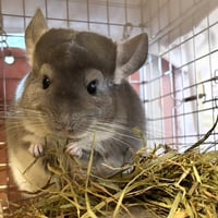 RCオリジナル】チンチラの砂浴び砂「Royal Beauty」（ロイヤル