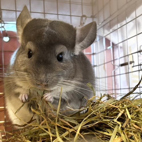 ITEM | Royal Chinchilla Online Shop