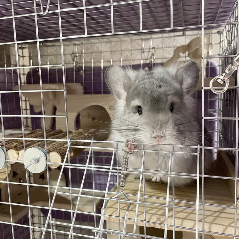 カワイ ニームステップS | Royal Chinchilla Online Shop