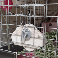 イージーホーム80ハイ(ブラック） | Royal Chinchilla Online Shop