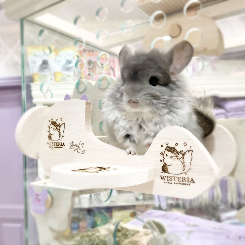 Chilla Stage》お出かけ飛行機⭐︎ | Royal Chinchilla Onli