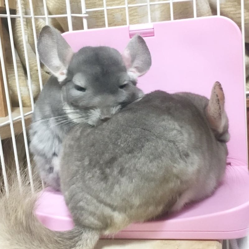 マルカン ほっとうさ暖 寄り添いヒーター | Royal Chinchilla Online