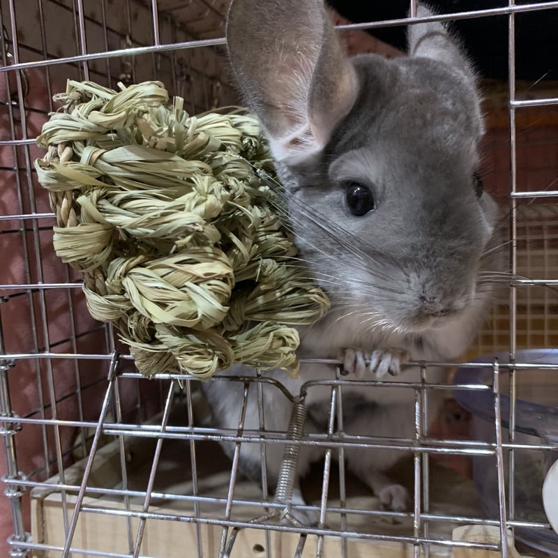 Chinchilla online store cheap