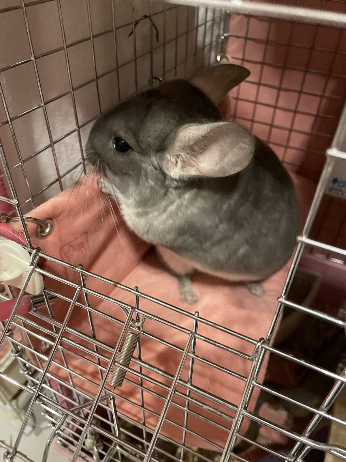 NEW/さらふわ》ステージマット＜ワイド＞ ※金具別売り☆ | Royal