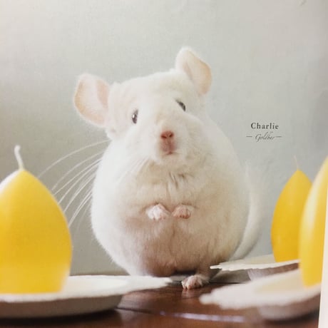 【若き春馬のデビュー作/チンチラ写真集】『ふわっとチンチラ』