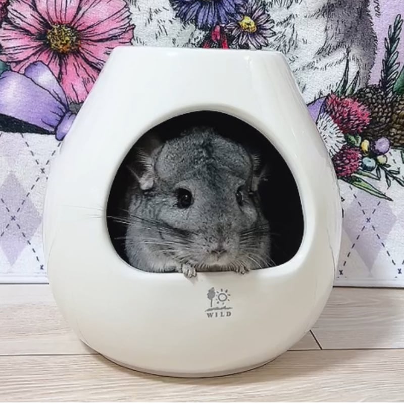 大人気！砂あびツボ！》サンコー ポットハウス（L） | Royal