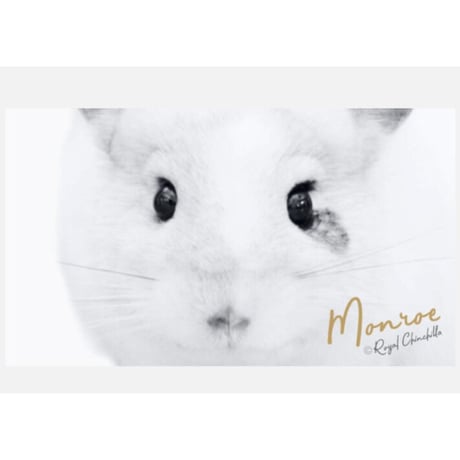 《M4 》メモ （10枚）