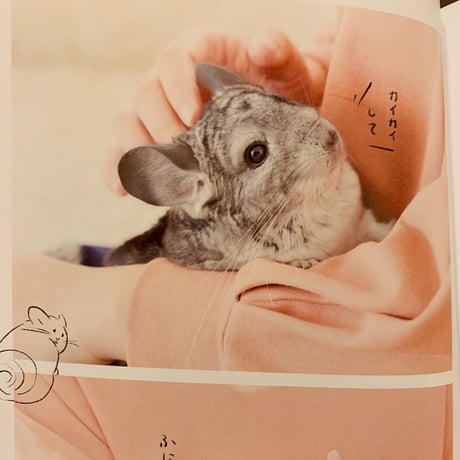 【老若男女問わず読める新しいカタチの飼育書】『チンチラ、飼いはじめました！』