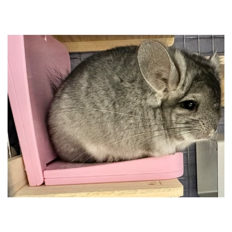 マルカン　ほっとうさ暖　寄り添いヒーター