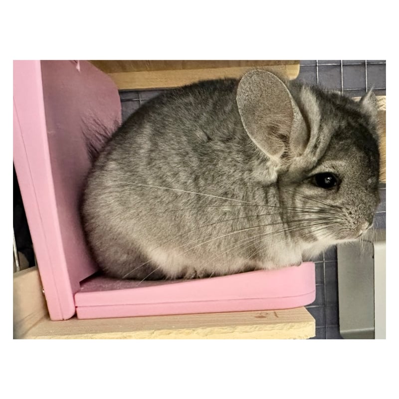 マルカン ほっとうさ暖 寄り添いヒーター | Royal Chinchilla Online