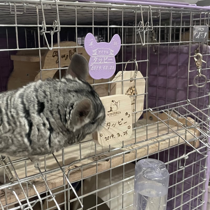 チャルリズページ SURLY* pacer / BUILT BY BLUE LUG - CUSTOMER'S BIKE CATALOG