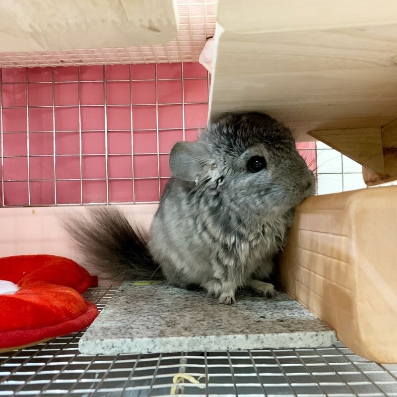 暑さ対策】サンコー ひんやりテラコッタ（ペットボトルカバー