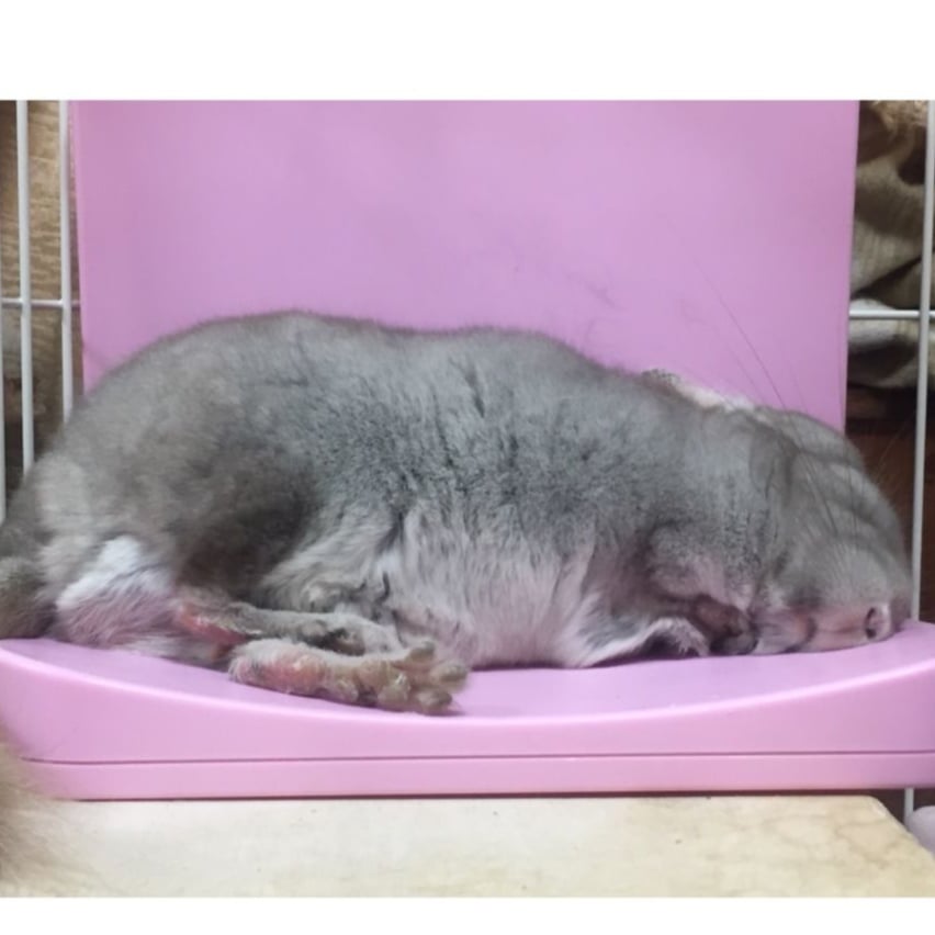 マルカン ほっとうさ暖 寄り添いヒーター | Royal Chinchilla Online