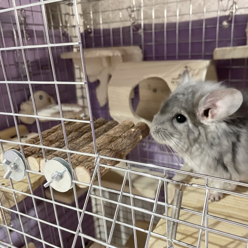 チンチラステップ、ソリ、お店　約37000円 楽天市場】◇三晃商会 757木製チンチラステージ : ペット