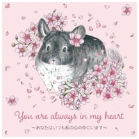 【ロイヤルチンチラ】《Chinchilla souri*》グレイスのぬくもりを感じるポストカード　⚫︎