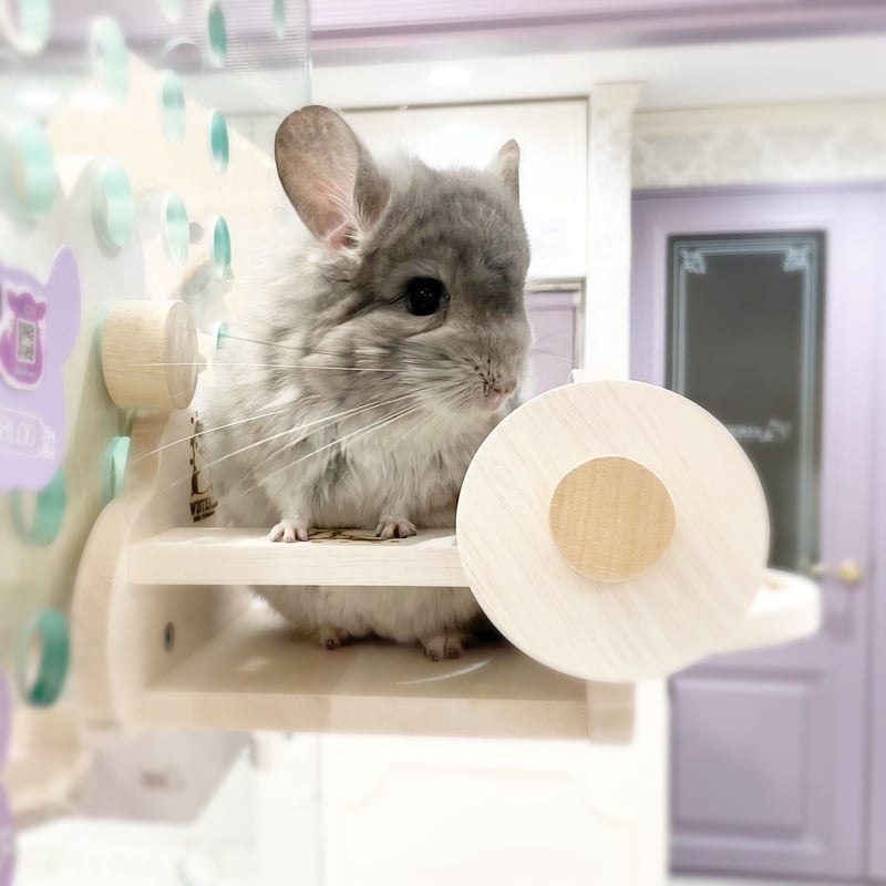 専用☆エンプレス チンチラ EMPRESS CHINCHILLA ケープ 未使用 エンプレス チンチラ EMPRESS CHINCHILLA ケープ 未使用