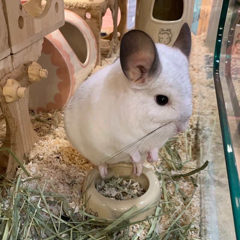 CASA チンチラのこぼれにくい食器 | Royal Chinchilla Online Shop
