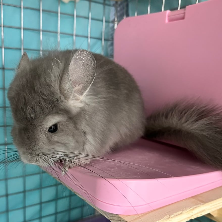 マルカン ほっとうさ暖 寄り添いヒーター | Royal Chinchilla Online