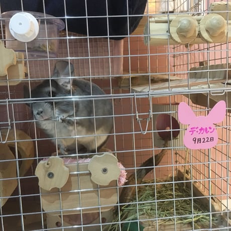 カワイ　チンチラバッジ〈ソフトピンク〉