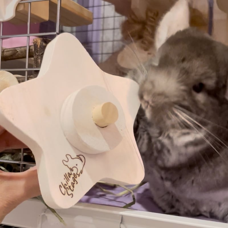 Chilla Stage》ぐるぐるスター⭐︎ | Royal Chinchilla Onli