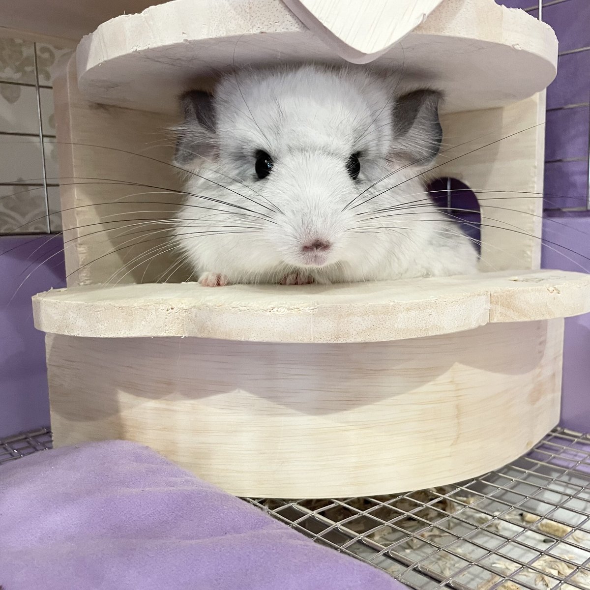 チンチラの街 ステップ 木製 Chinchilla city tai108smallpet1234