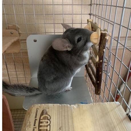 カワイ  がじがじフェンス〈S〉