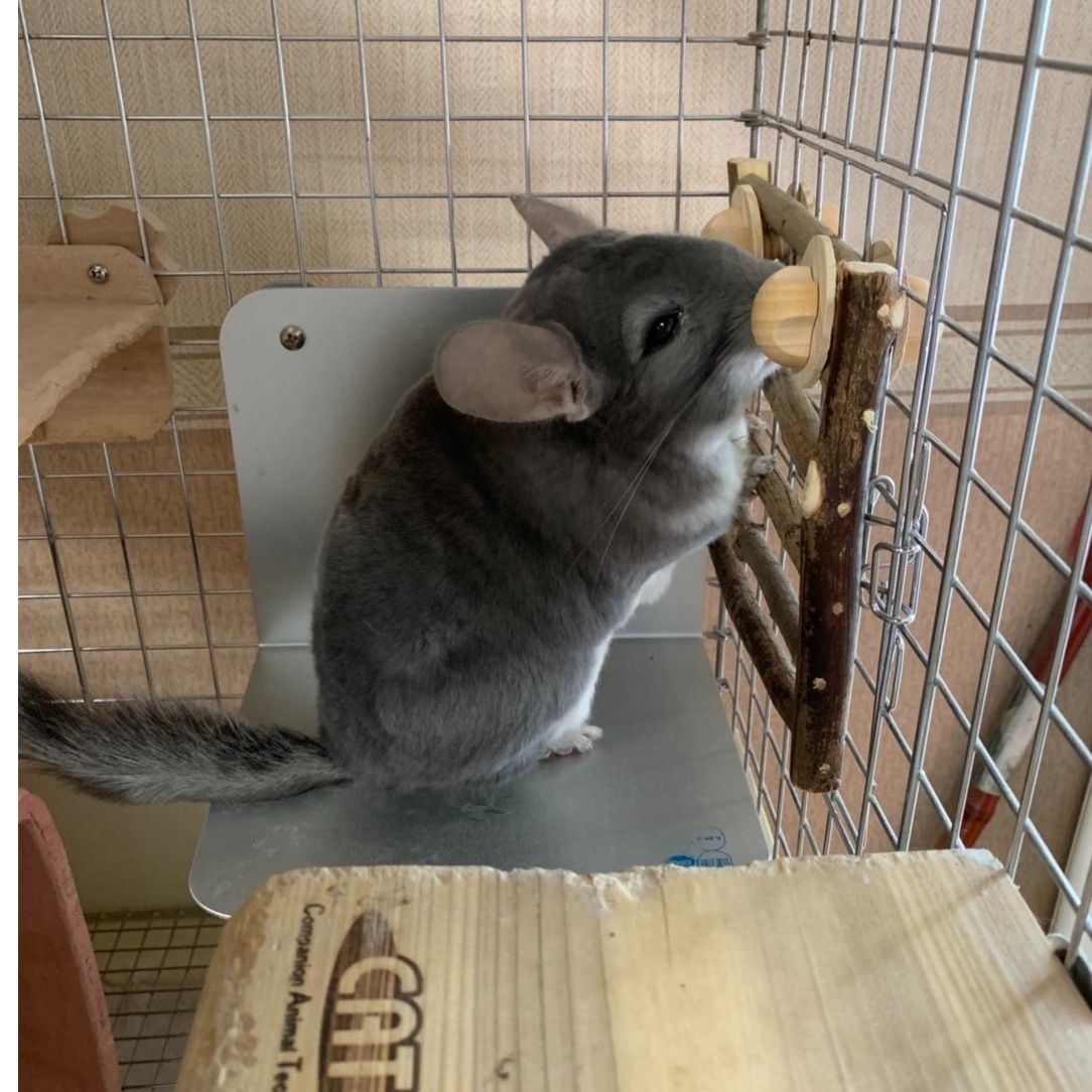 ヒヤシンス　PET 风信紫　290円 Pet'sOne 天然木 かじかじバー M | ペット用品（小動物・鳥・亀